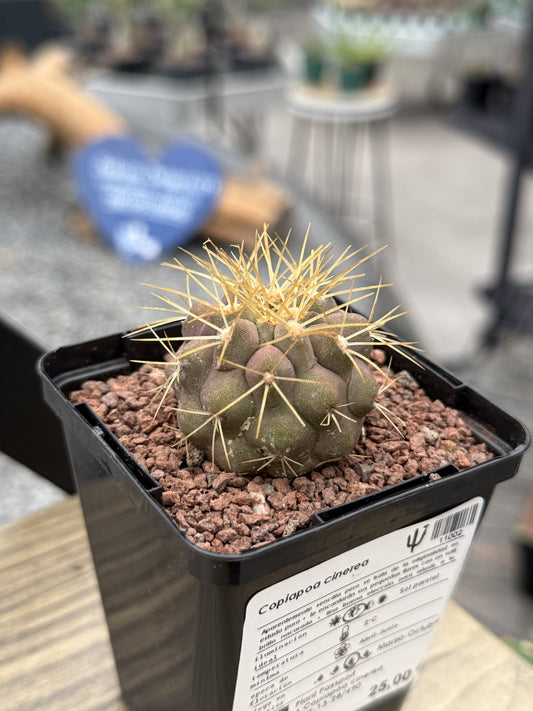 Copiapoa cinerea haseltoniana