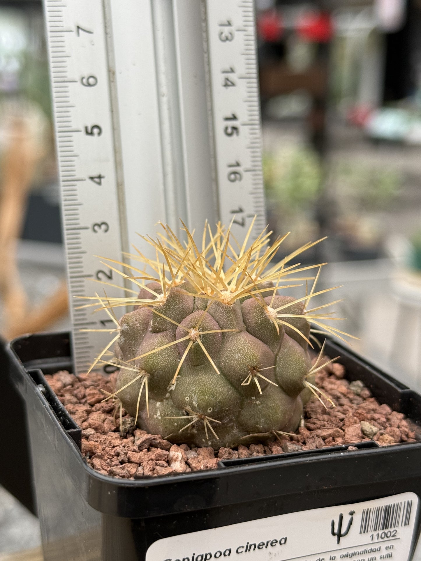 Copiapoa cinerea haseltoniana