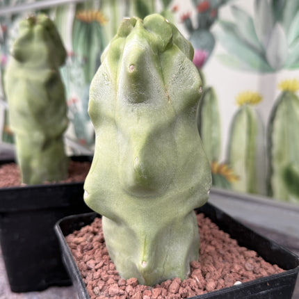 Lophocereus schottii f. monstrous