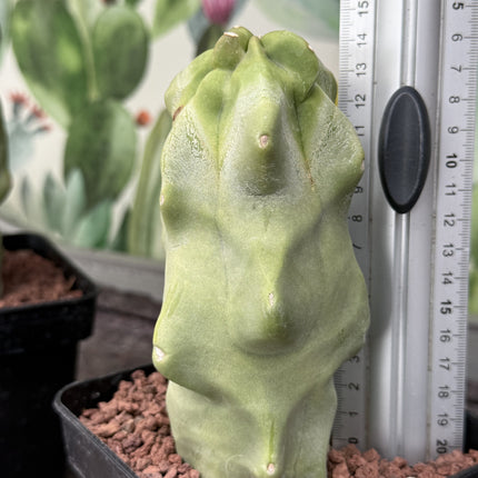 Lophocereus schottii f. monstrous