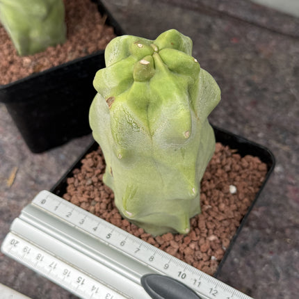 Lophocereus schottii f. monstrous