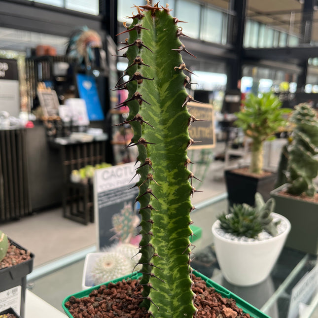 Euphorbia confinalis