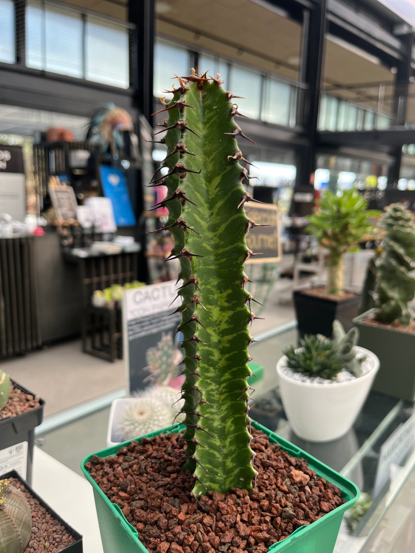 Euphorbia confinalis