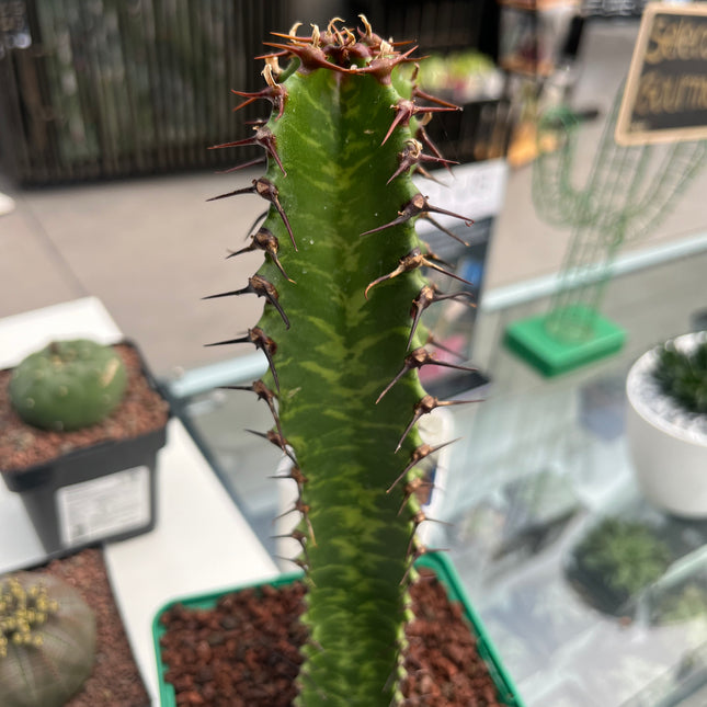 Euphorbia confinalis