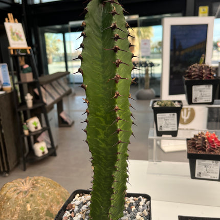 Euphorbia confinalis