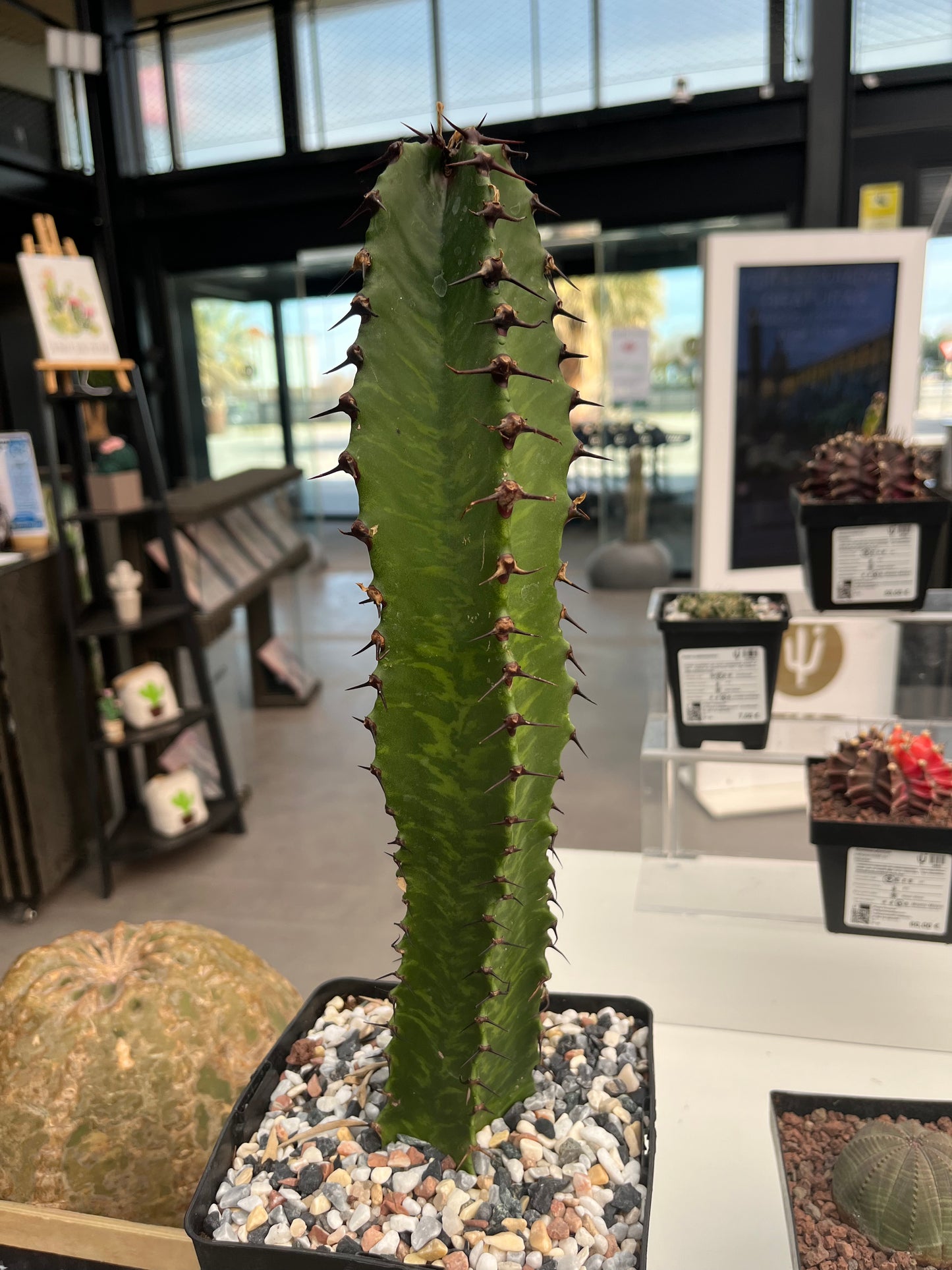 Euphorbia confinalis