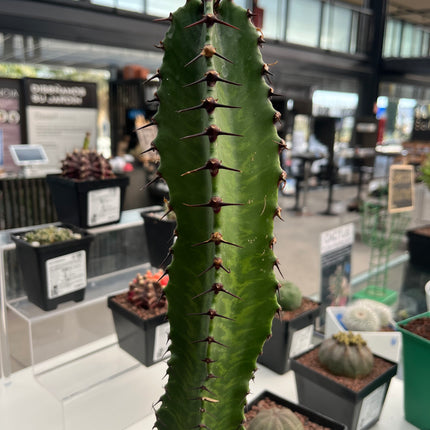 Euphorbia confinalis