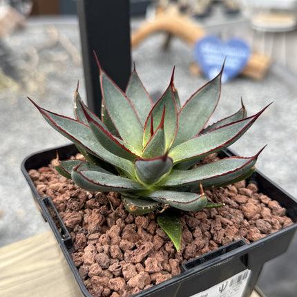 x Mangave 'Betende Hände'