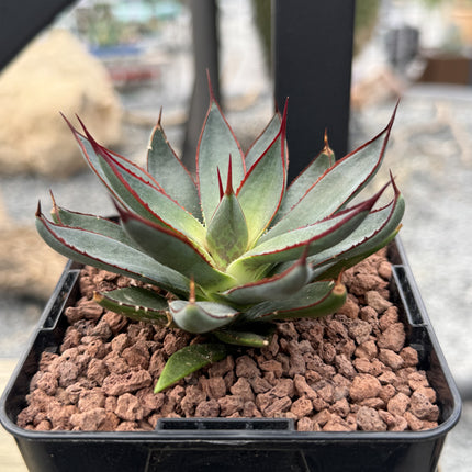 x Mangave 'Betende Hände'