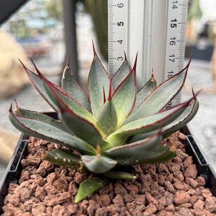 x Mangave 'Betende Hände'