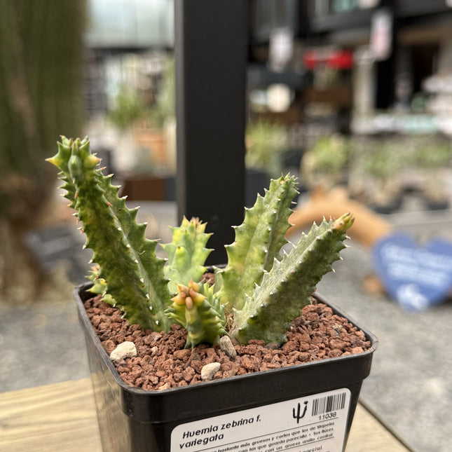 Huernia zebrina f. variegata