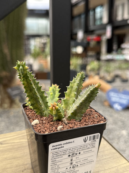 Huernia zebrina f. variegata