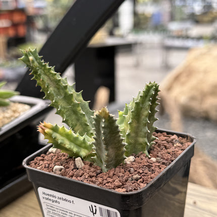 Huernia zebrina f. variegata