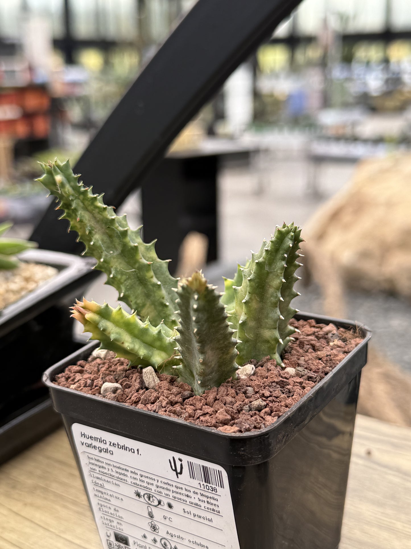 Huernia zebrina f. variegata