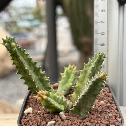 Huernia zebrina f. variegata