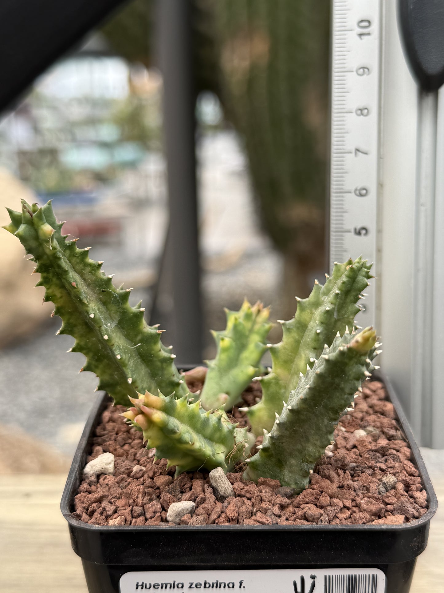 Huernia zebrina f. variegata