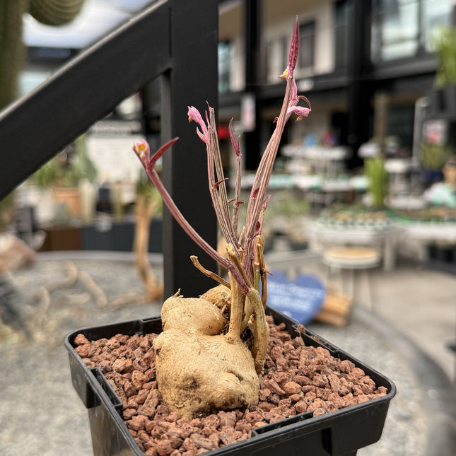 Euphorbia neurobella