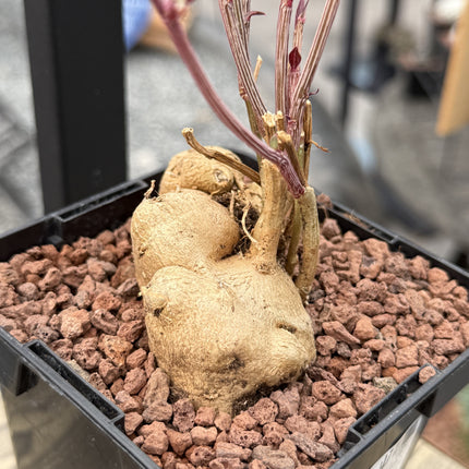 Euphorbia neurobella