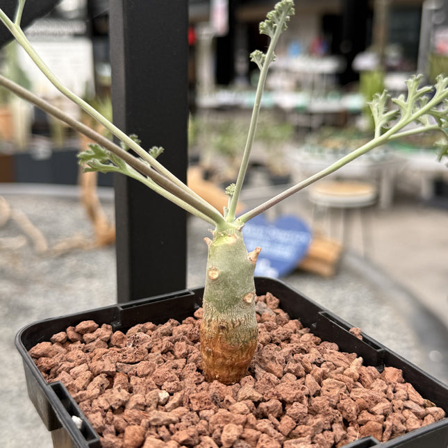 Pelargonium carnosum