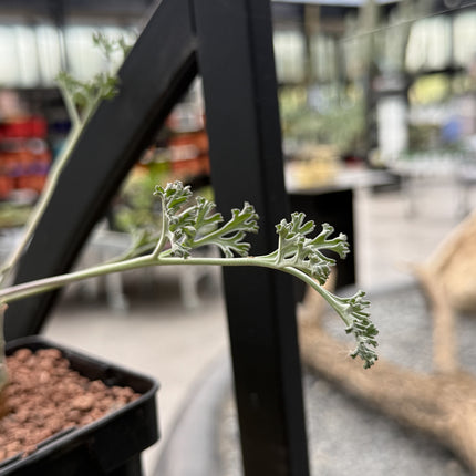 Pelargonium carnosum