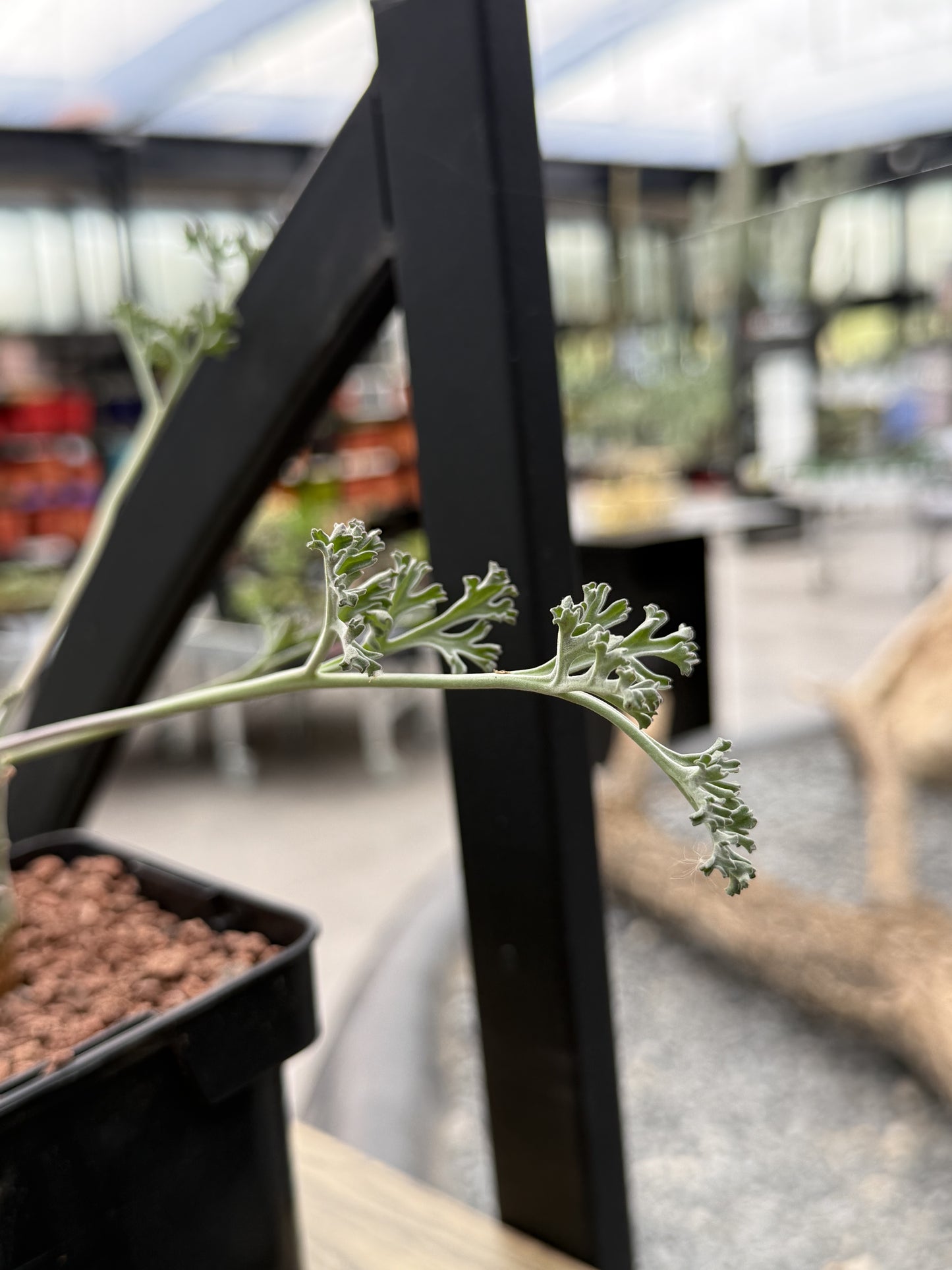 Pelargonium carnosum