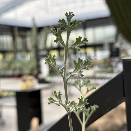 Pelargonium carnosum