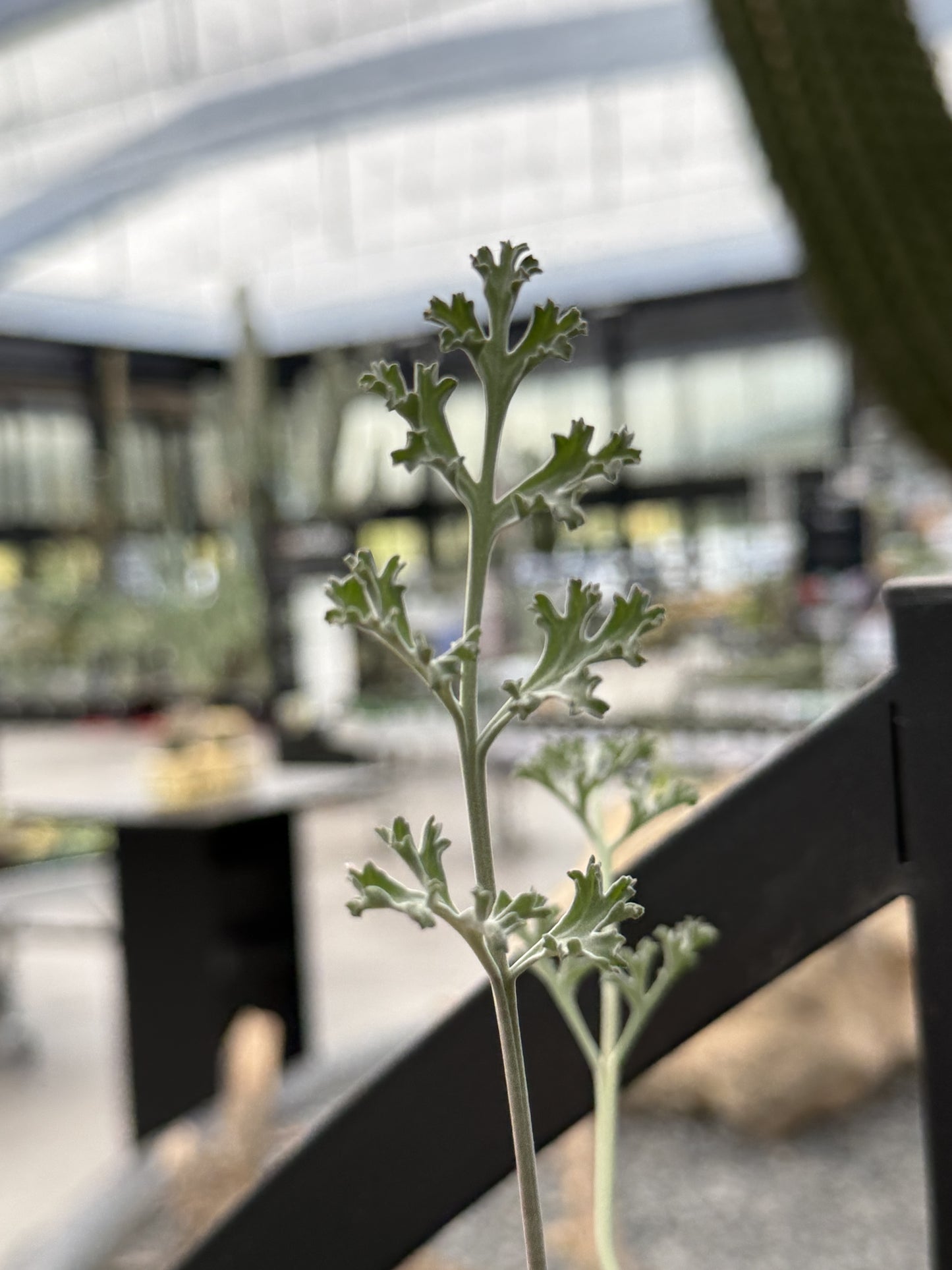 Pelargonium carnosum