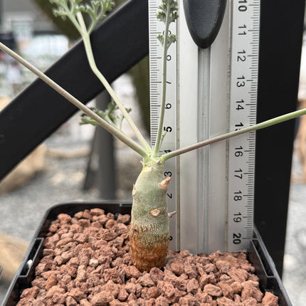 Pelargonium carnosum