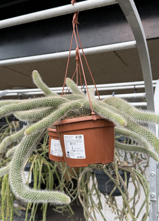 Cleistocactus brookeae subsp. Vulpis-cauda