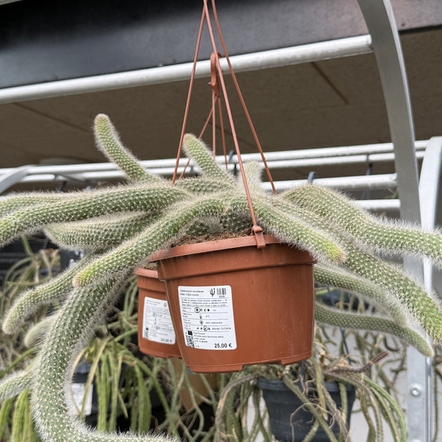 Cleistocactus brookeae subsp. Vulpis-cauda