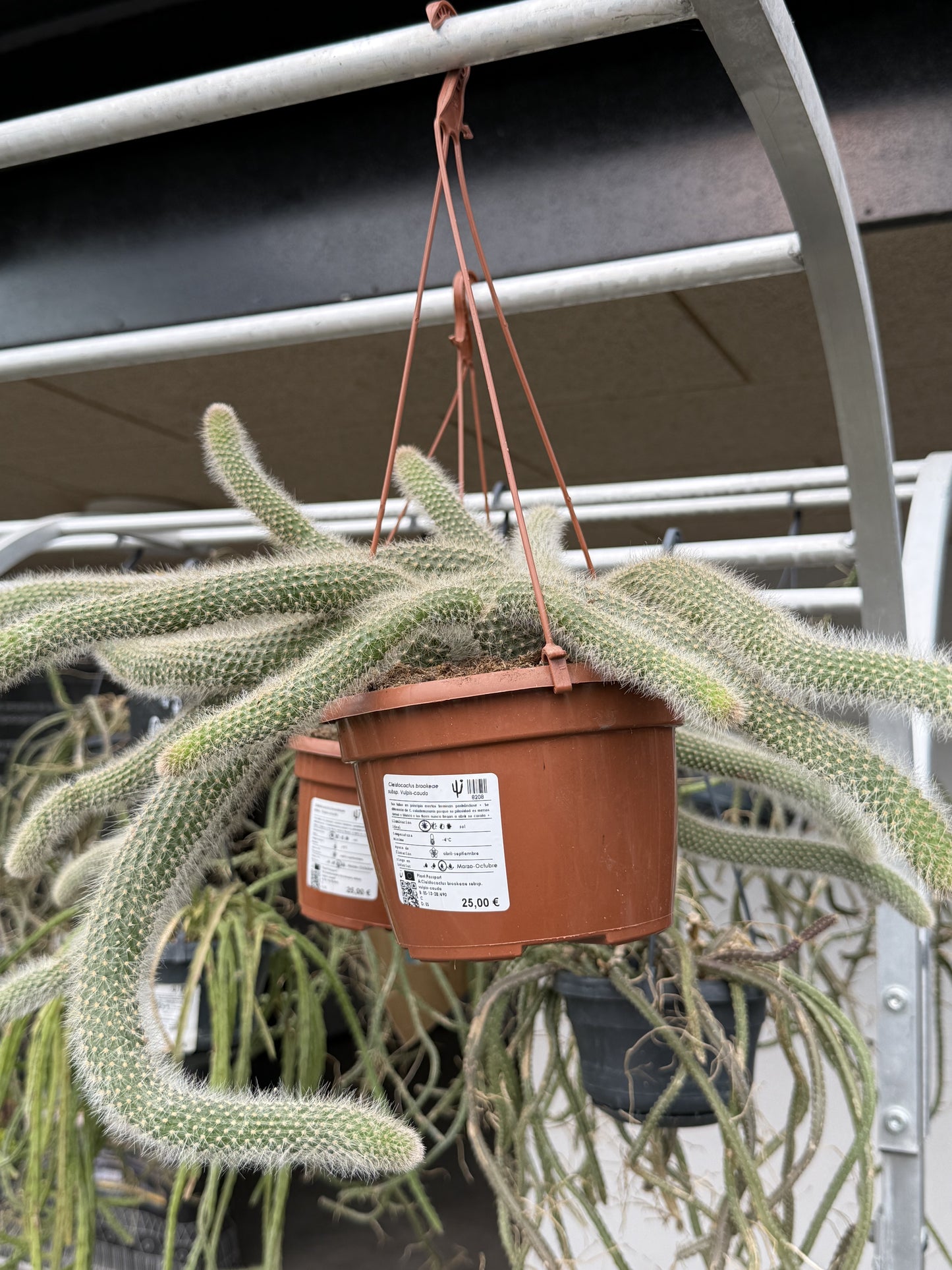 Cleistocactus brookeae subsp. Vulpis-cauda