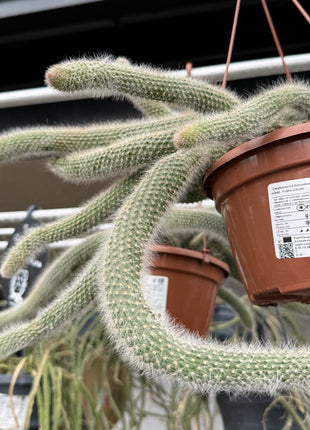 Cleistocactus brookeae subsp. Vulpis-cauda
