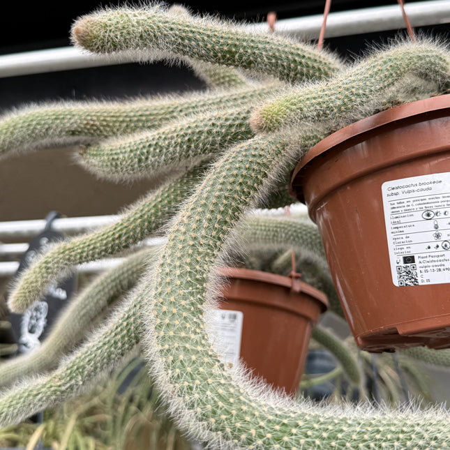 Cleistocactus brookeae subsp. Vulpis-cauda
