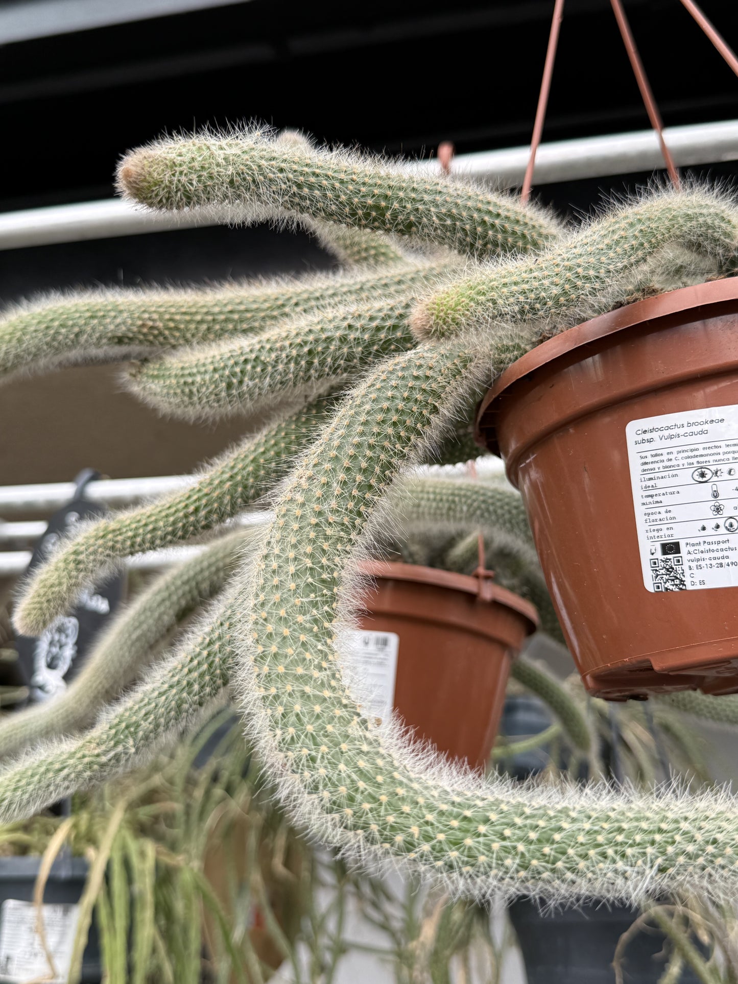 Cleistocactus brookeae subsp. Vulpis-cauda