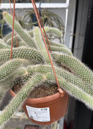 Cleistocactus brookeae subsp. Vulpis-cauda