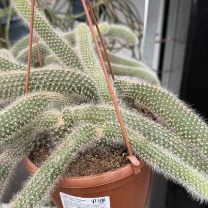 Cleistocactus brookeae subsp. Vulpis-cauda