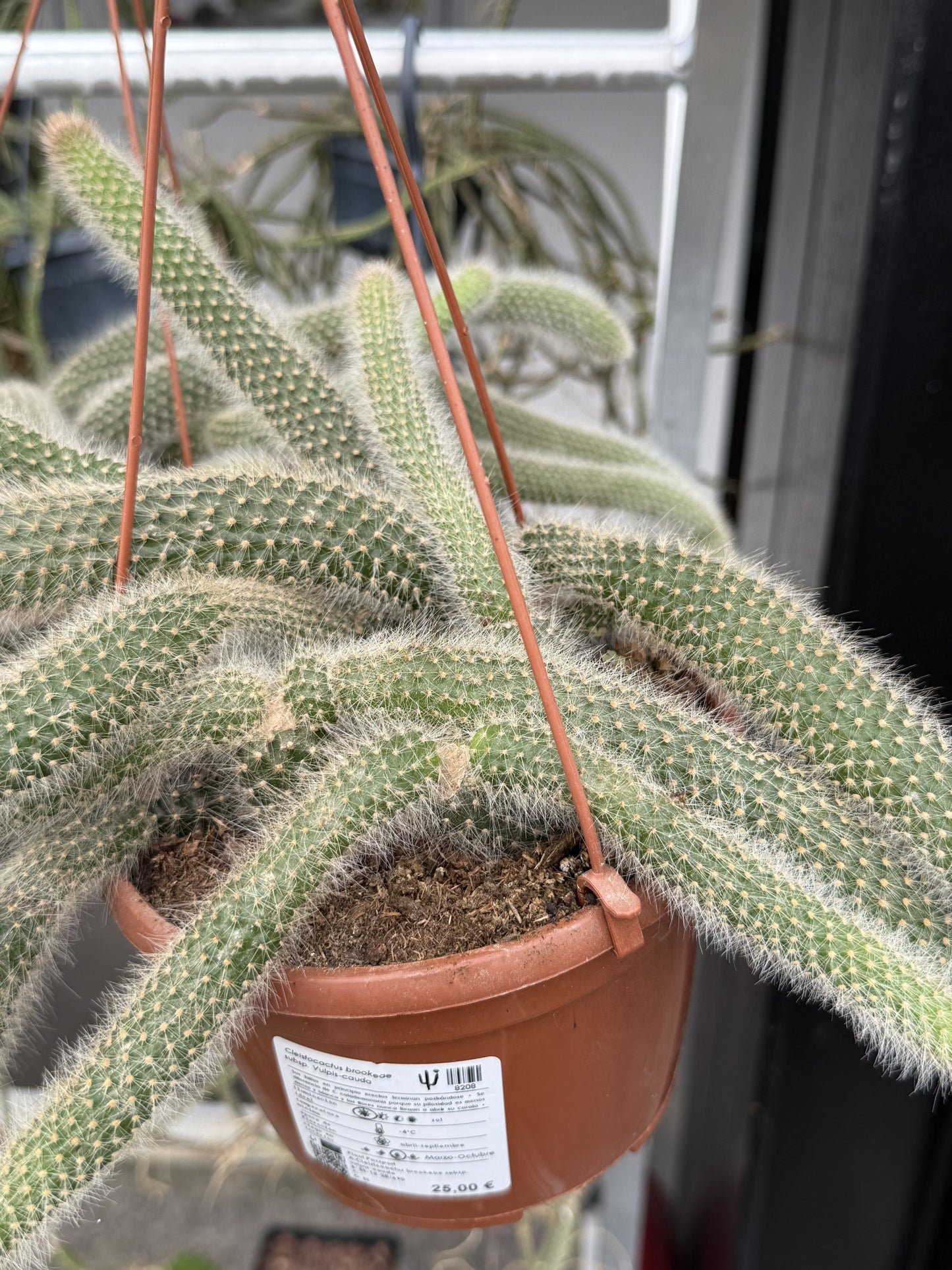 Cleistocactus brookeae subsp. Vulpis-cauda