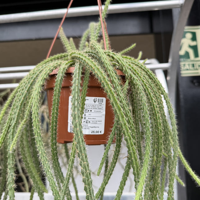 Aporocactus ‘Sussex Flame’
