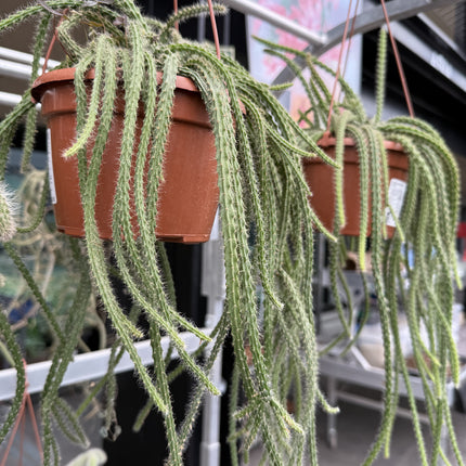 Aporocactus ‘Sussex Flame’