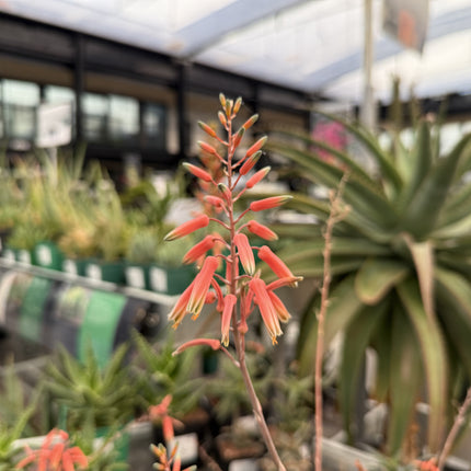 Aloe hemmingii