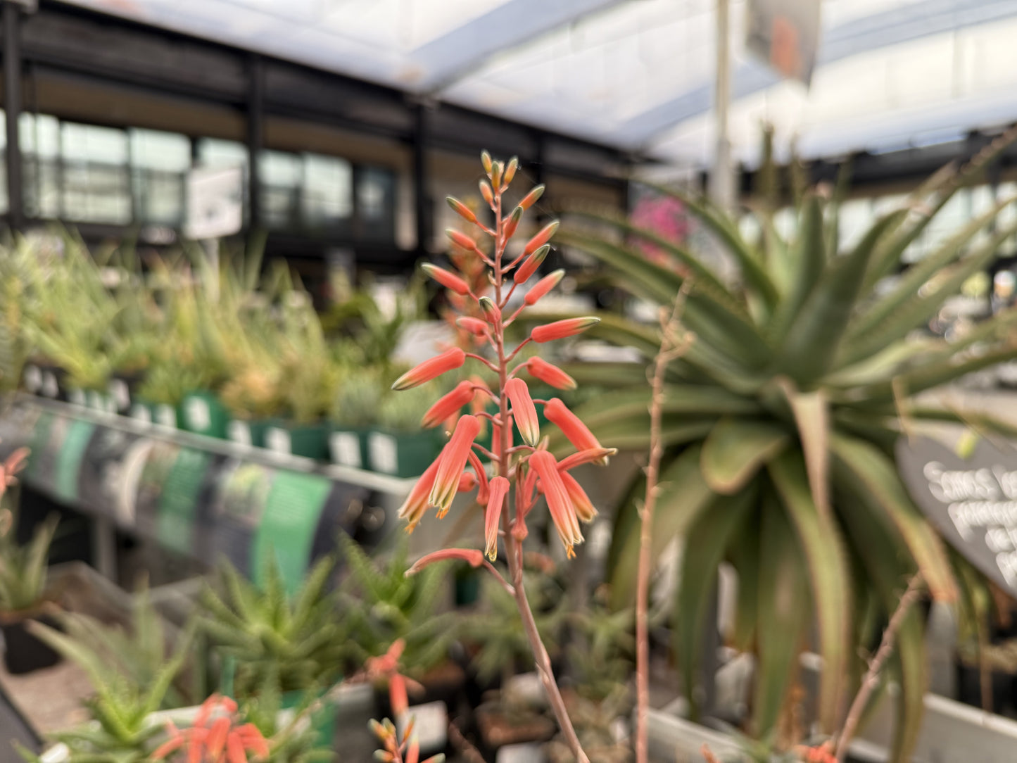 Aloe hemmingii