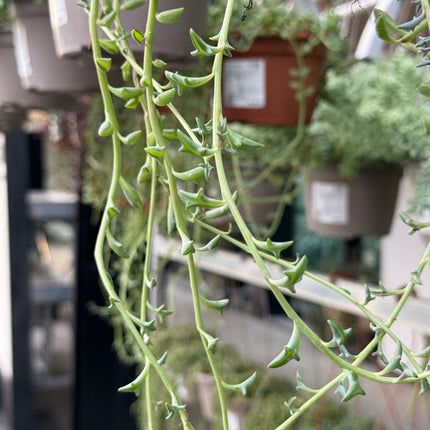 Senecio peregrinus (Anhänger)