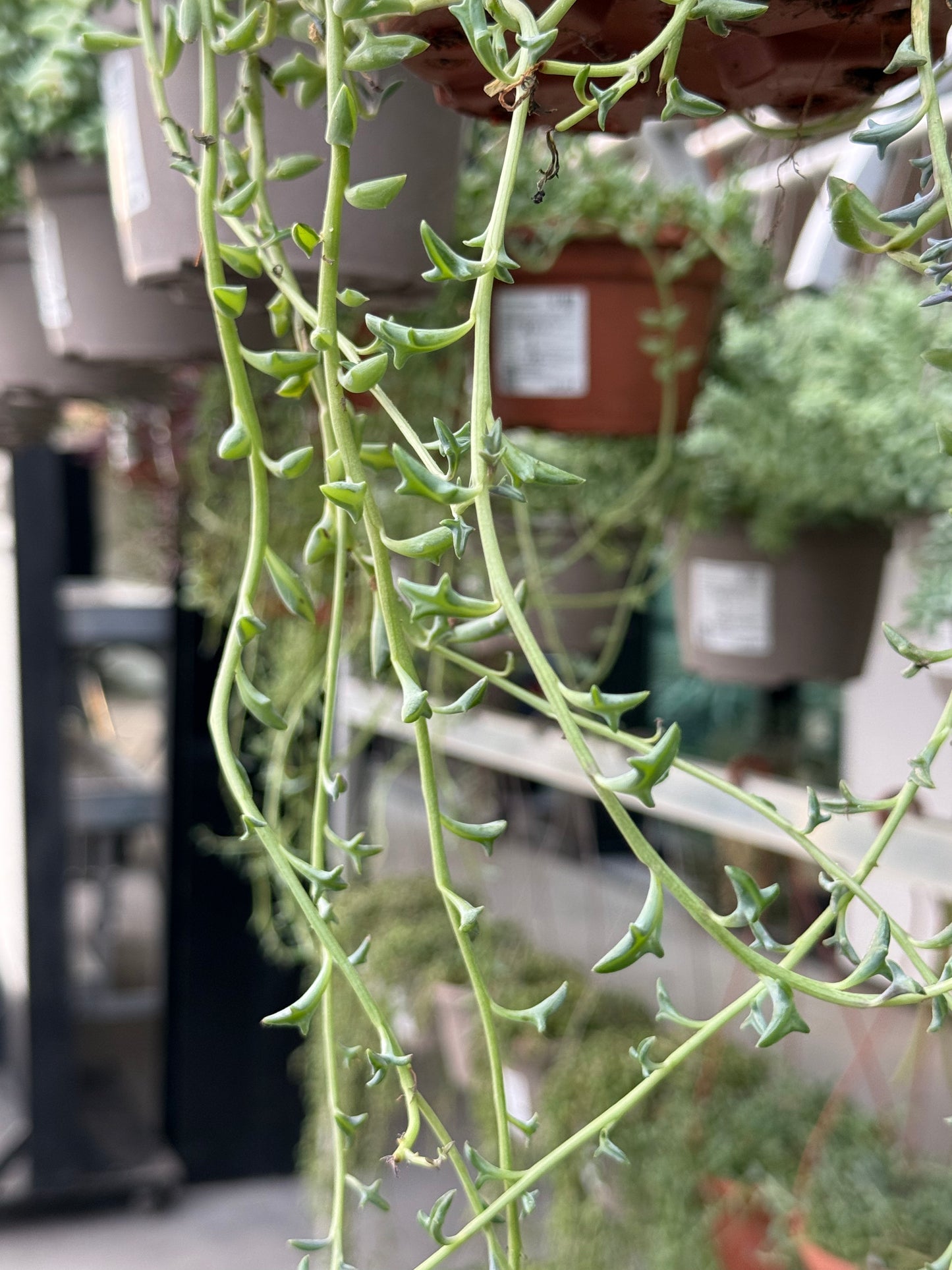 Senecio peregrinus