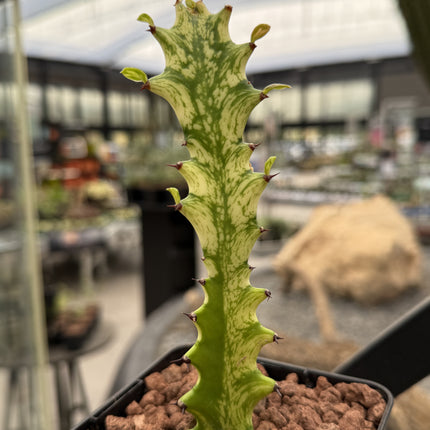 Euphorbia trigona ‘Mint cream’