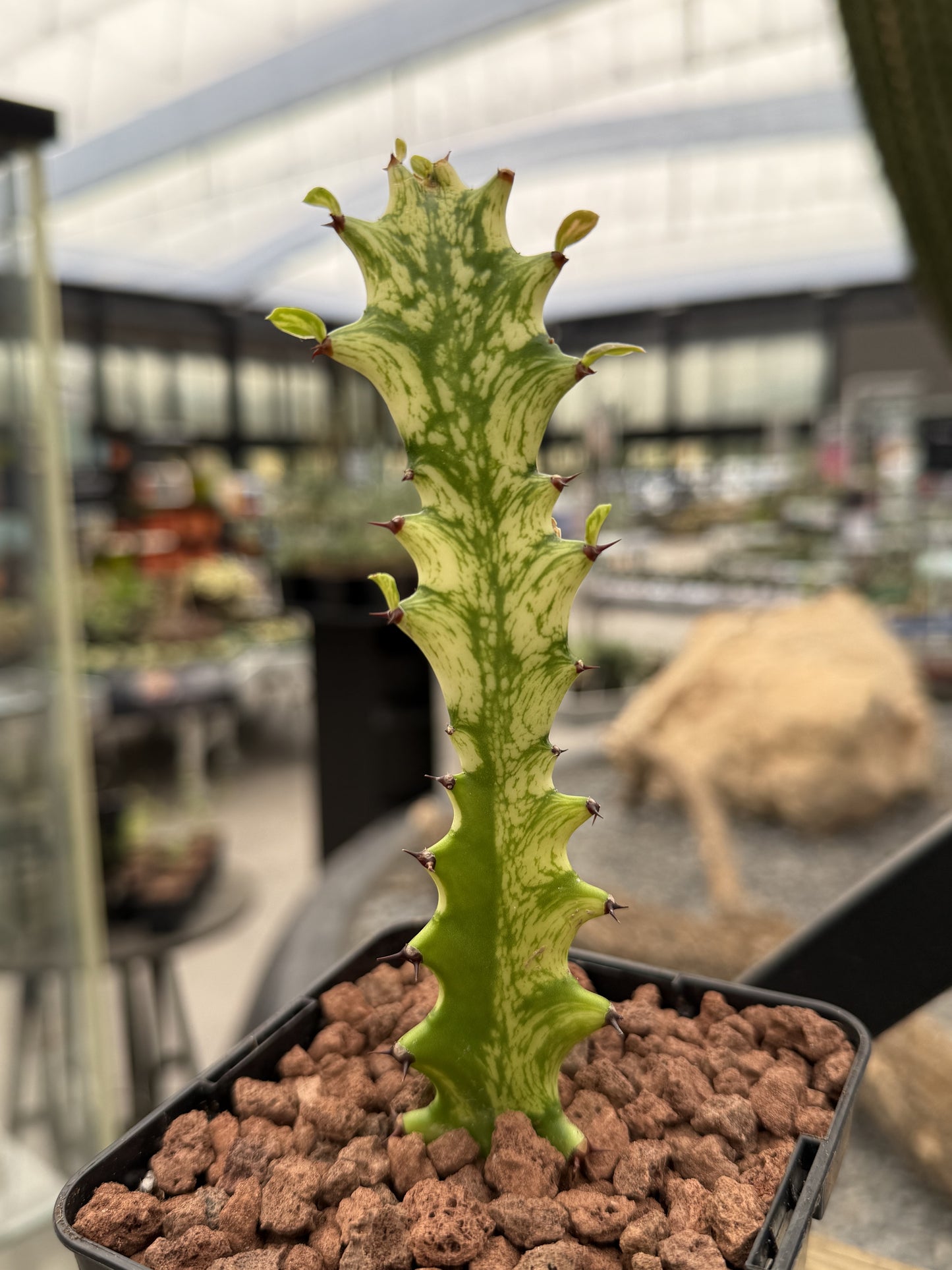 Euphorbia trigona ‘Mint cream’