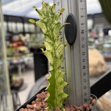 Euphorbia trigona ‘Mint cream’