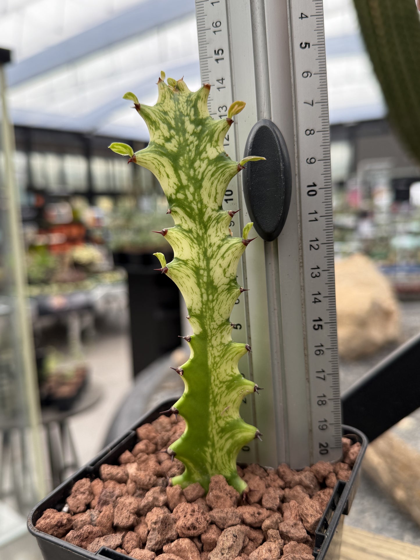 Euphorbia trigona ‘Mint cream’