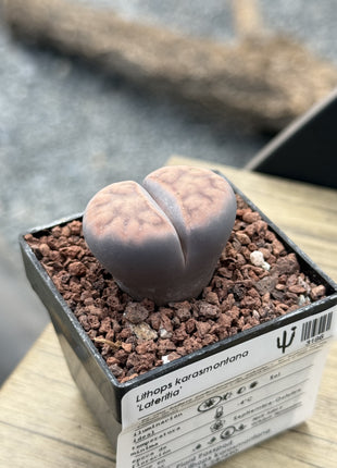 Lithops karasmontana 'Lateritia'
