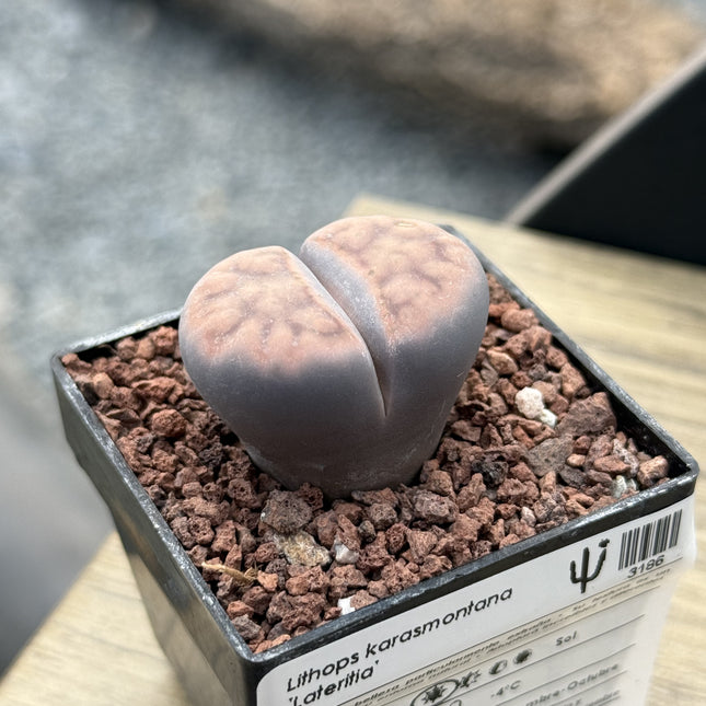 Lithops karasmontana 'Lateritia'