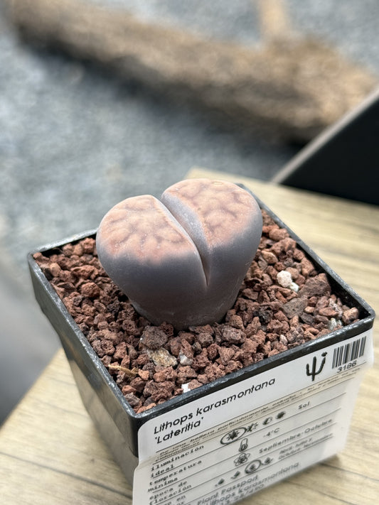 Lithops karasmontana ‘Lateritia’